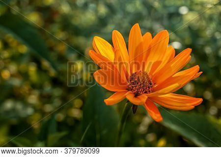 Yellow Flowers Of Rough Oxeye, Smooth Oxeye