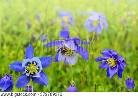 Beautiful Blue Wildflowers Aquilegia Glandulosa Close Up, Growing In Alpine Weadows Of Altai Mountai