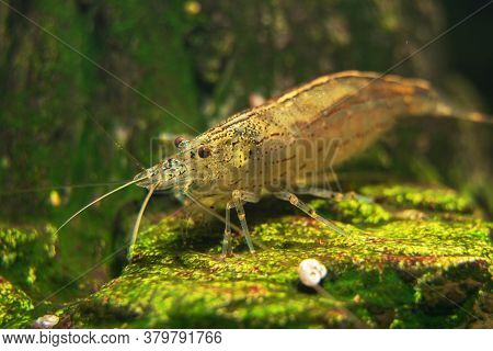 Macro Shot Of Freshwater Amano Shrimp. Caridina Multidentata.
