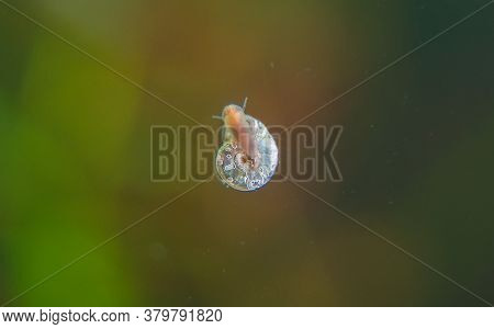 Ramshorn Snail Parasite On The Glass Of The Aquarium. Planorbidae.