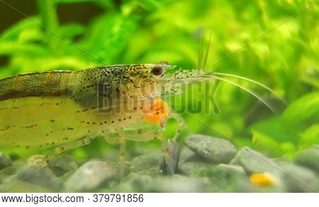 Macro Shot Of Freshwater Amano Shrimp Eating. Caridina Multidentata.