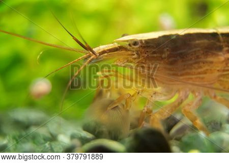 Macro Shot Of Freshwater Bamboo Shrimp. Atyopsis Moluccensis.