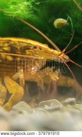 Macro Shot Of Freshwater Bamboo Shrimp. Atyopsis Moluccensis.