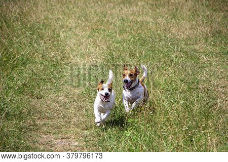 jack russell mating