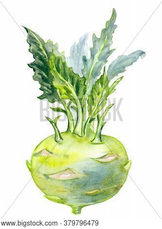 Kohlrabi Cabbage(brassica Oleracea Var. Gongylodes), Watercolor Drawing On A White Background, Botan