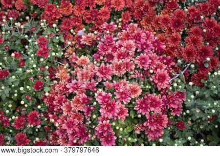 Red Daisy Flower. Flower In Garden At Sunny Summer Or Spring Day. Flower For Postcard Beauty Decorat