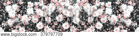 White Daisy Flower. Flower In Garden At Sunny Summer Or Spring Day. Flower For Postcard Beauty Decor