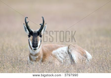 Antilocapra americana a riposo