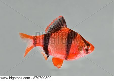 Aquarium Fish-barbus Puntius Tetrazona, Isolated On Gray