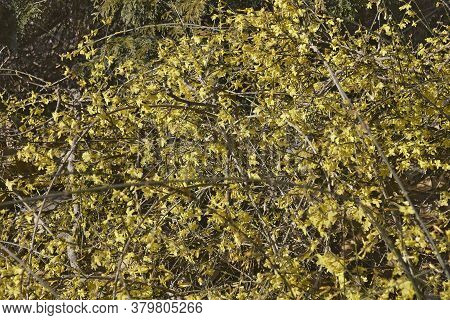 Winter Jasmine Shrub (jasminum Nudiflorum) In Blossom