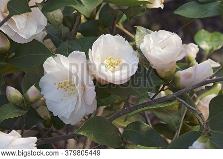 Spring Mist Camellia (camellia X Lutchuensis 'spring Mist')