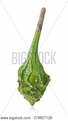 Calabash, Also Called Bottle Gourd, Latin Name Lagenaria Siceraria, Variety Dinosaur, Isolated On Wh