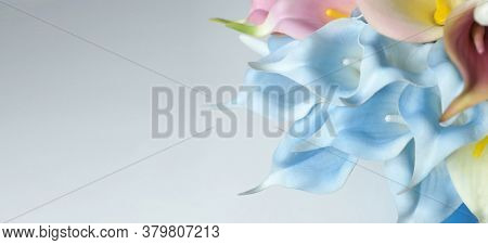 Blue calla lilies on a white background. St. Valentine's Day. Beautiful blue flowers