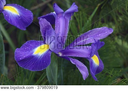 Dutch Iris (iris Xiphium). Called Spanish Iris Also