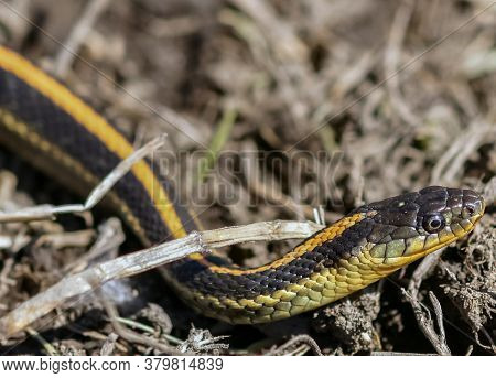 Garter Snake Head Details. Alameda County, California, Usa.