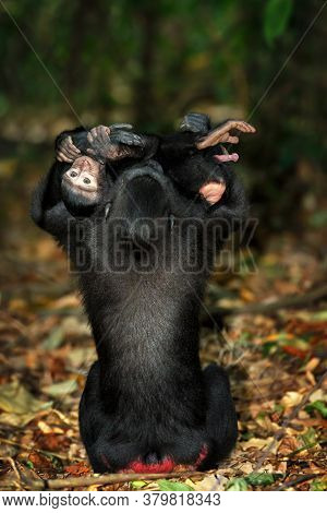 Young Baby With Mother, Endemic Monkey Celebes Crested Macaque Known As Black Monkey (macaca ) In Ra