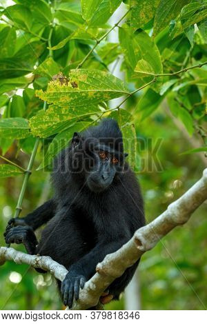 Cute Baby Of Endemic Monkey Celebes Crested Macaque Known As Black Monkey (macaca ) In Rainforest, T