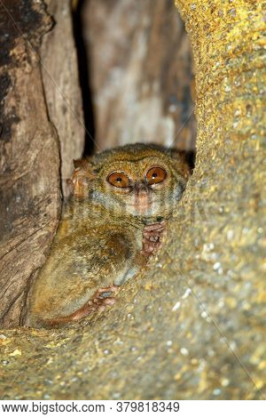 Very Rare And Endemic Spectral Tarsier, Tarsius Spectrum,tangkoko National Park, Sulawesi, The World