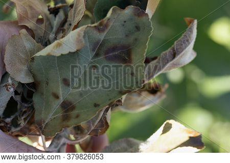 Brown Spots On Leaves Of Fruit Tree. Fungal Leaf Spotting