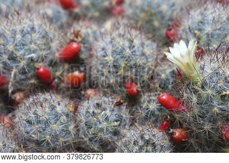 Texas Nipple Cactus, Mammillaria Prolifera With Flower And Berries