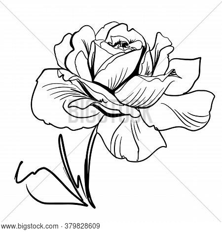 Flower Line Art. Minimalistic Contour Drawing. Line Art Work. Han Drawn Flower Illustration