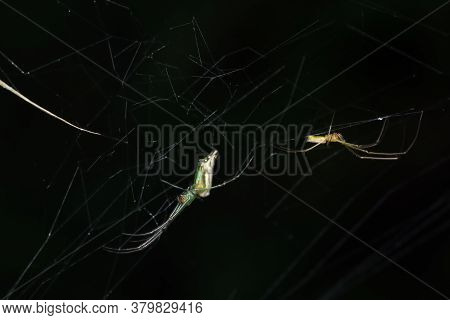 Mating Pair Of Decorated Orb Weaver Spider (lecauge Decorata) Tetragnathadae In A Web