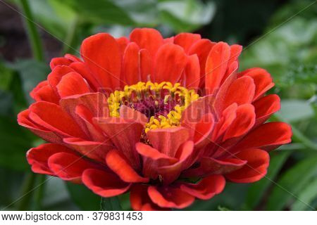 One Red Tsinia Flower Close-up Soft Focus. Greeting Card Concept For Mother\'s Day, Happy Birthday A