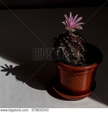 Cactus Blooms. Hard Light. Close View. Pink Flower, Brown Cactus. Terracotta Pot. Hard Shadows