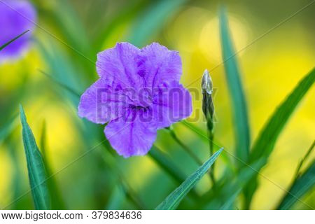 Ruellia Simplex, The Mexican Petunia, Mexican Bluebell Or Britton's Wild Petunia, Flowering Plant. F