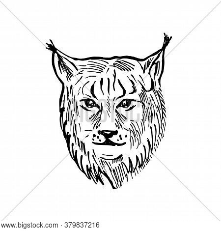 Scratchboard Style Illustration Of Head Of A Eurasian Lynx, A Medium-sized Wild Cat Occurring From N