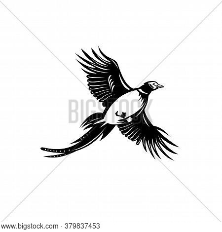 Retro Style Illustration Of A Ring-necked Pheasant, A Game Bird In North America, Flying Up Viewed F