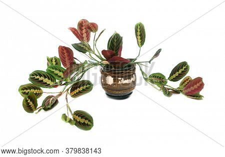 Maranta leuconeura erythroneura on a white background. Tropical leaves