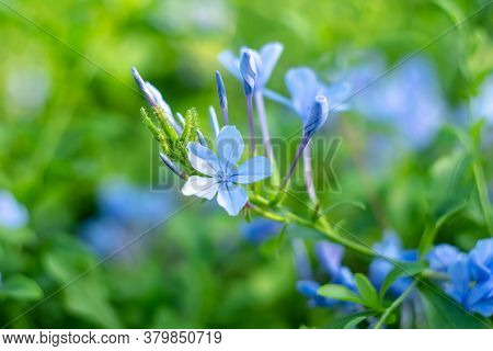 Blue Periwinkle On A Summer Day, Bright Flowers In The Garden. Floral Wallpaper, Nature Backgrounds.