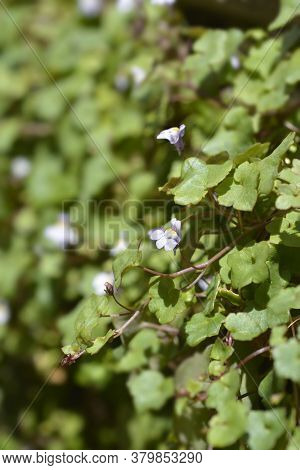 Kenilworth Ivy Small Flowers - Latin Name - Cymbalaria Muralis