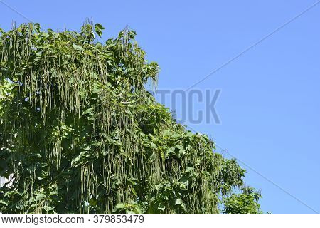 Common Catalpa - Latin Name - Catalpa Bignonioides