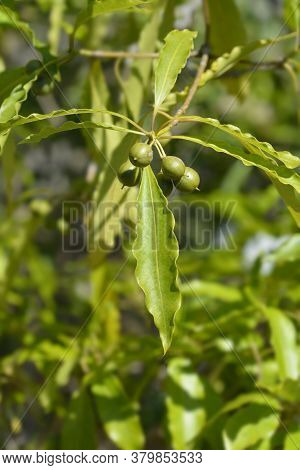 Cheesewood Branch - Latin Name - Pittosporum Undulatum