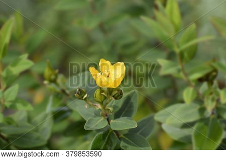 St Johns-wort Hidcote - Latin Name - Hypericum X Hidcoteense Hidcote