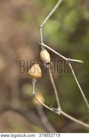 Unusual Campion Seed Pod - Latin Name - Silene Paradoxa