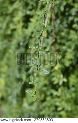 Winter Jasmine Branch - Latin Name - Jasminum Nudiflorum