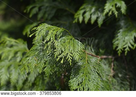 Western Red Cedar Branch - Latin Name - Thuja Plicata