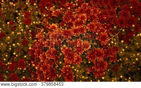 Red Daisy Flower. Flower In Garden At Sunny Summer Or Spring Day.  Beautiful Flower In Tropical Gard
