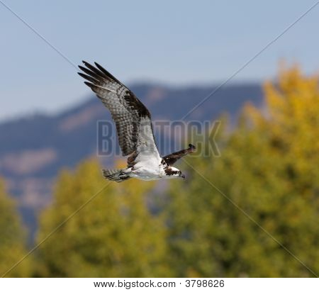 Osprey