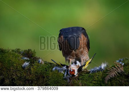Bird of Prey - Sparrowhawk (Accipiter nisus), also known as the northern sparrowhawk or the sparrowh