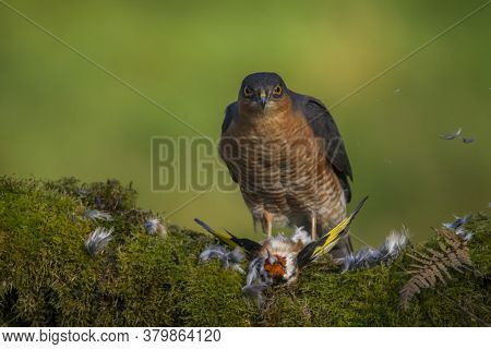 Bird Of Prey - Sparrowhawk (accipiter Nisus), Also Known As The Northern Sparrowhawk Or The Sparrowh