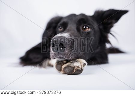 Border Collie Clouse Up Of  Nose Boop . Nose Boop Photo Of A Dog Laying Down Over White Background.
