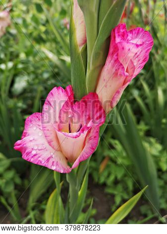 Summer In The Garden . Pink Gladiola - Gladiolus Hybrid