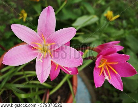 Summer In The Garden . Pink Fairy Lily , Zephyranthes Rosea  Lindl. Flower