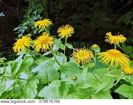 Yellow Oxeye Flowers In The Forest (telekia Speciosa  (schreb.) Baumg. )