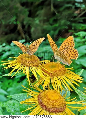 Butterflies On Yellow Flowers In The Forest. Yellow Oxeye Flowers In The Forest Telekia Speciosa  Sc