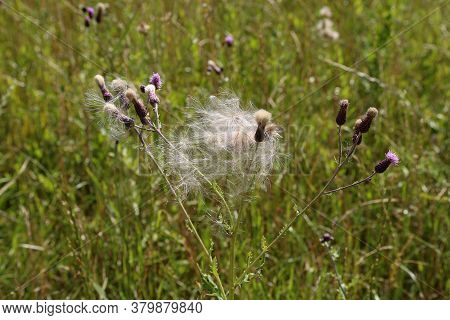 The Wind Carries Ripe Burdock Seeds Into The Field